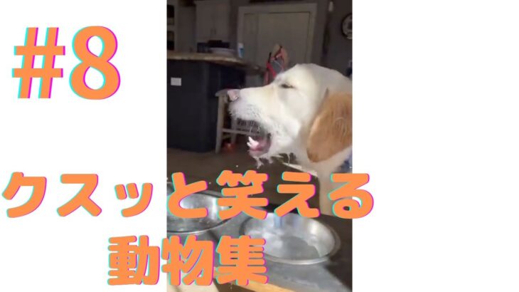 【クスッと笑える】爆笑面白ハプニング犬、猫、動物集#8