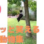 【クスッと笑える】爆笑面白ハプニング犬、猫、動物集#9