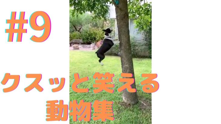 【クスッと笑える】爆笑面白ハプニング犬、猫、動物集#9