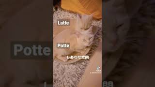 #YouTubecats #猫かわいい マンチカン姉妹の猫動画ほっこりする幸せ空間 #shorts がこちらです！cute munchkin cat!