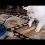 タマにゃん　動画まとめ　#catvideo 　#猫動画　＃猫かわいい