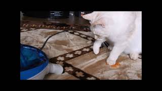 タマにゃん　動画まとめ　#catvideo 　#猫動画　＃猫かわいい