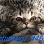 「絶対笑う」最高におもしろ 猫のハプニング, 失敗動画集・かわいい猫 funny cat #46
