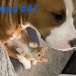 おもしろ猫　動画　まとめ　funny cat  #47