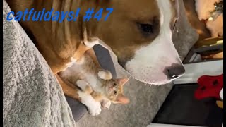 おもしろ猫　動画　まとめ　funny cat  #47