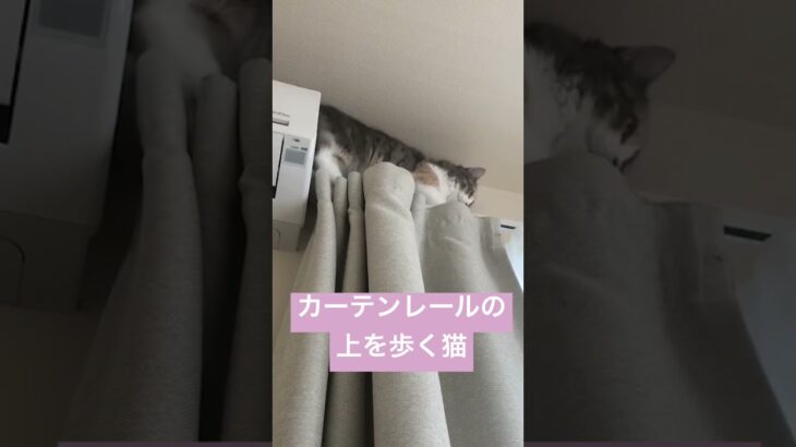 【おもしろすぎる】カーテンレールの上を歩く猫#shorts #こねこ #ねこ #サイベリアン #猫は高いところが好き