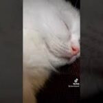 【コネコ】 ミヌエット こねこ　可愛い 癒し　子猫 小猫 仔猫 マンチカン  #shorts #猫 #cat