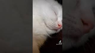 【コネコ】 ミヌエット こねこ　可愛い 癒し　子猫 小猫 仔猫 マンチカン  #shorts #猫 #cat