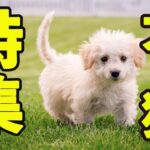 【癒し】犬・猫好き必見！！！