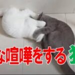【おもしろ】変な喧嘩する猫
