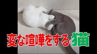 【おもしろ】変な喧嘩する猫