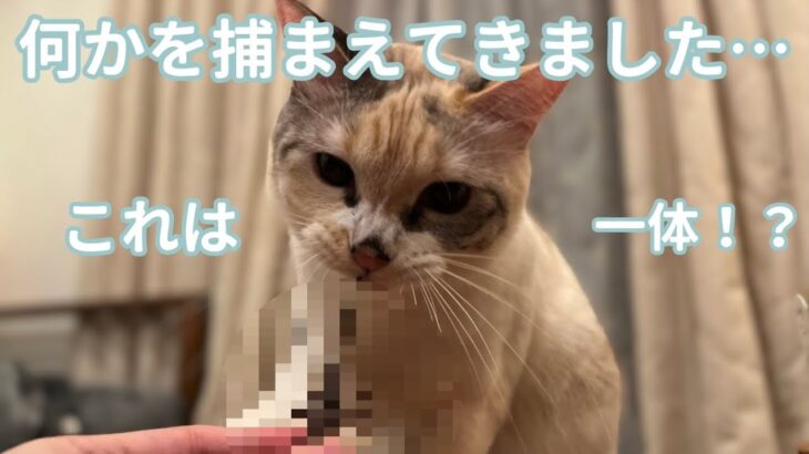 【衝撃】○○○で遊ぶ猫。