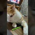 猫の癒し動画