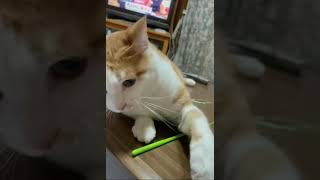 猫の癒し動画