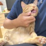 大物の貫録を見せ始める子猫がこちらです