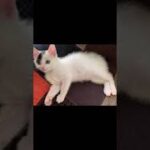 めちゃくちゃ癒される子猫の動画！！#保護猫#かわいい子猫#かぎしっぽ