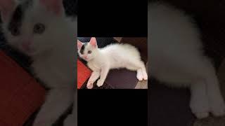 めちゃくちゃ癒される子猫の動画！！#保護猫#かわいい子猫#かぎしっぽ