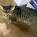 凶暴猫は俺の手にスリスリしてくれるのか…！？