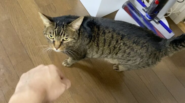 凶暴猫は俺の手にスリスリしてくれるのか…！？