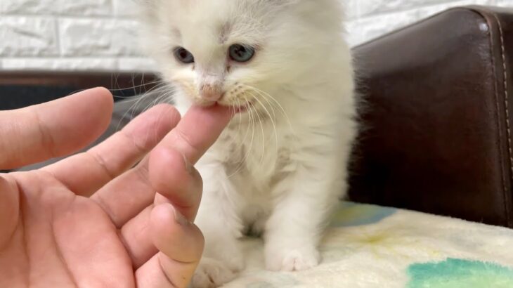 ひな鳥のように丸まって寝る保護子猫が可愛いすぎてキュンキュンします