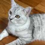 子猫が子ライオンになって帰ってきた