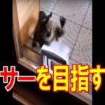 【おもしろ】ボクサーを目指す猫