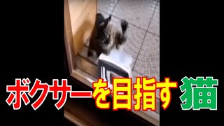 【おもしろ】ボクサーを目指す猫