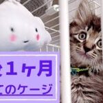 【子猫】初めてのキャットケージ【アイリスオーヤマ】