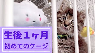 【子猫】初めてのキャットケージ【アイリスオーヤマ】