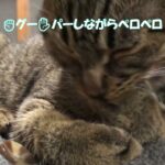 【キジトラ子猫】おて手キレイきれい✊✋