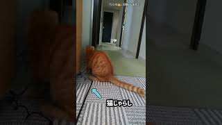 【猫と暮らす】おもしろ動画♪思わず笑っちゃう！