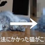 【おもしろ猫動画】魔法のしっぽ