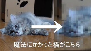 【おもしろ猫動画】魔法のしっぽ