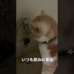 猫の水飲みかわいい