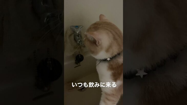 猫の水飲みかわいい