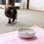 興奮してご飯を見失う子猫