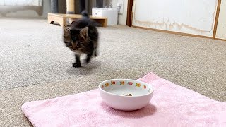 興奮してご飯を見失う子猫