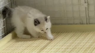 子猫は犬用のトイレでおしっこしてエア砂かきします