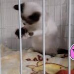 遊んだ最後にまさかの…遊ぶ姿が可愛い猫#おもしろ  #癒し