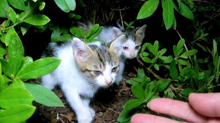 私から逃げようとした子猫に母猫が一声かけると子猫は近寄って来た