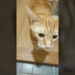 お迎えで甘える猫ちゃんww♥かわいいねこ おもしろ動画  #shorts