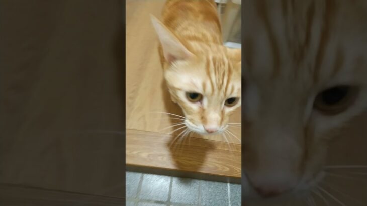 お迎えで甘える猫ちゃんww♥かわいいねこ おもしろ動画  #shorts