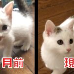 水路に落っこちていた子猫は2ヵ月経ってこんなに育ちました。【保護猫、野良猫、捨て猫】