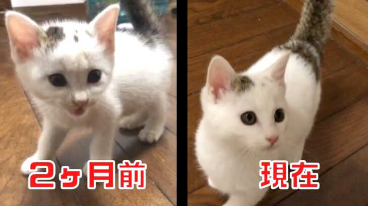 水路に落っこちていた子猫は2ヵ月経ってこんなに育ちました。【保護猫、野良猫、捨て猫】