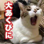 ［第78猫］メイのあくびは災害級⁈《しゃべる猫の気まぐれ物語》