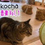 【睡眠用BGM音小さめ】猫と癒し音楽Vol.1
