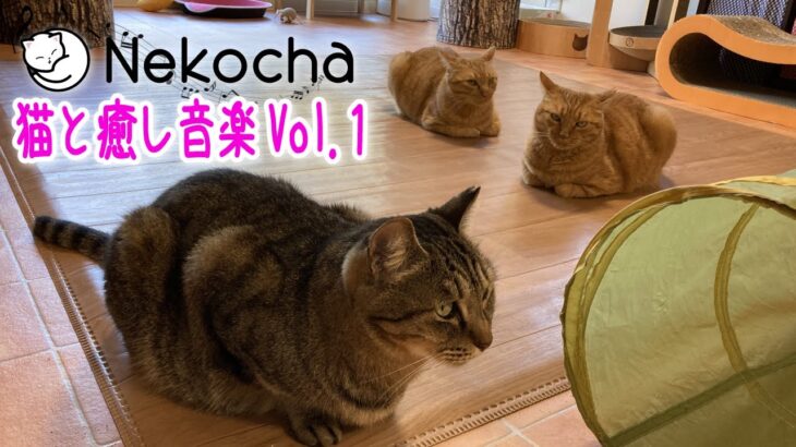 【睡眠用BGM音小さめ】猫と癒し音楽Vol.1