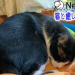 【睡眠用BGM音小さめ】猫と癒し音楽Vol.2