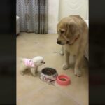 「おもしろ動画・犬と猫 」 ☺絶対に笑えるハプニング大全集！！☺”Funny videos, dogs and cats” ☺