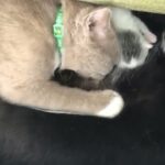 cute cat,dog animals 可愛い犬猫動物ペット鳴き声癒し動画